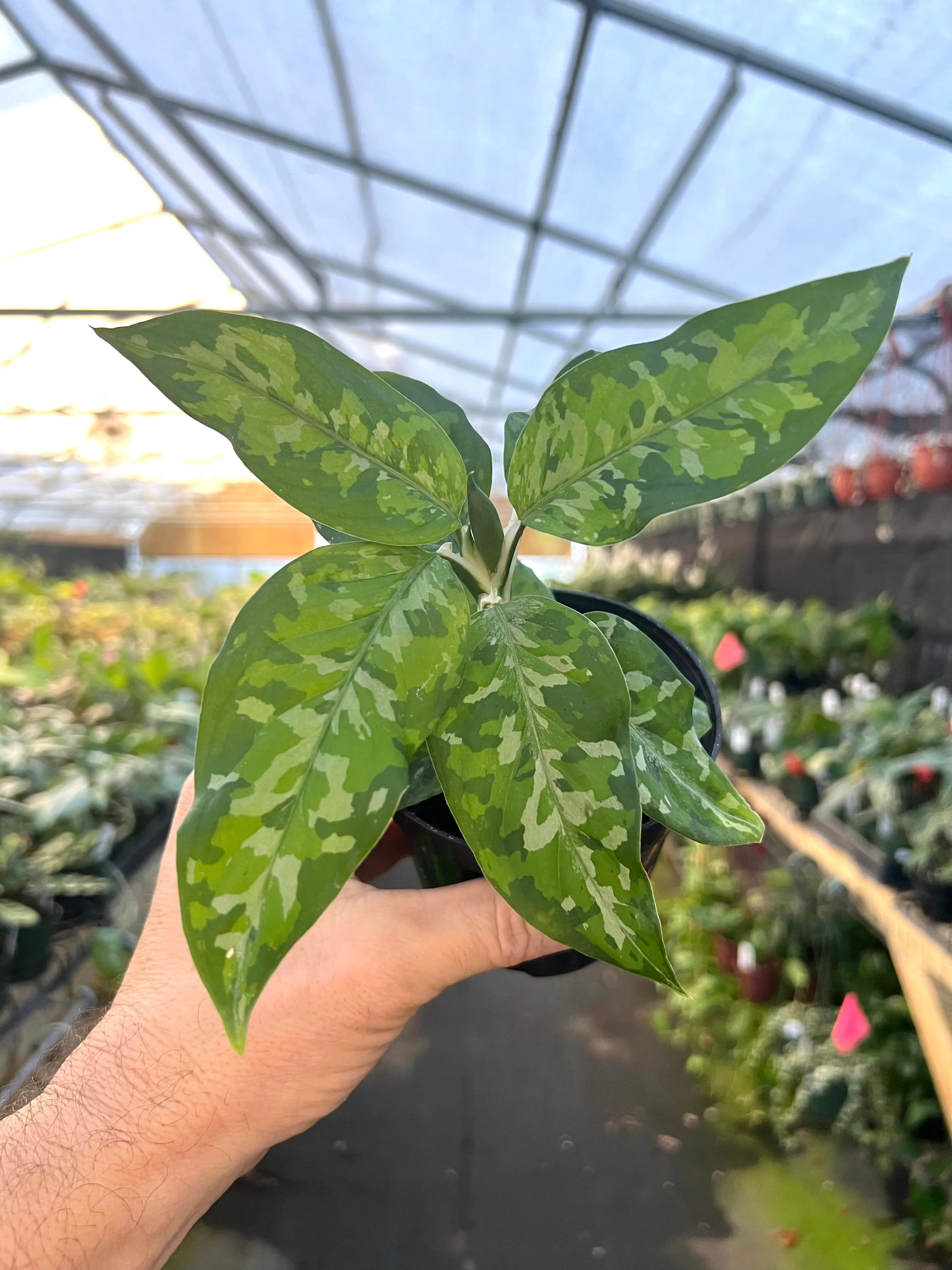 4" Aglaonema Tricolor