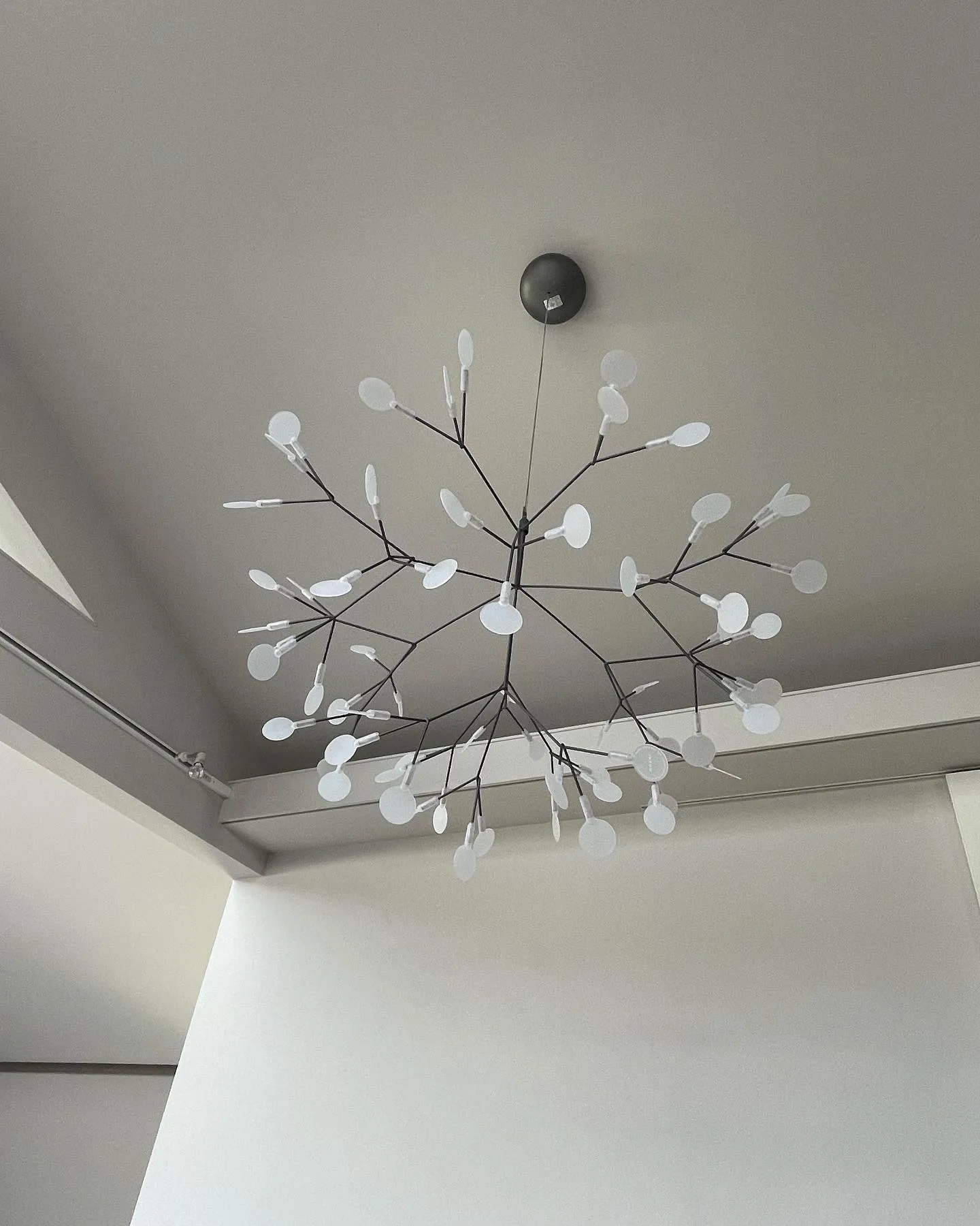 Heracleum Black Chandeliers